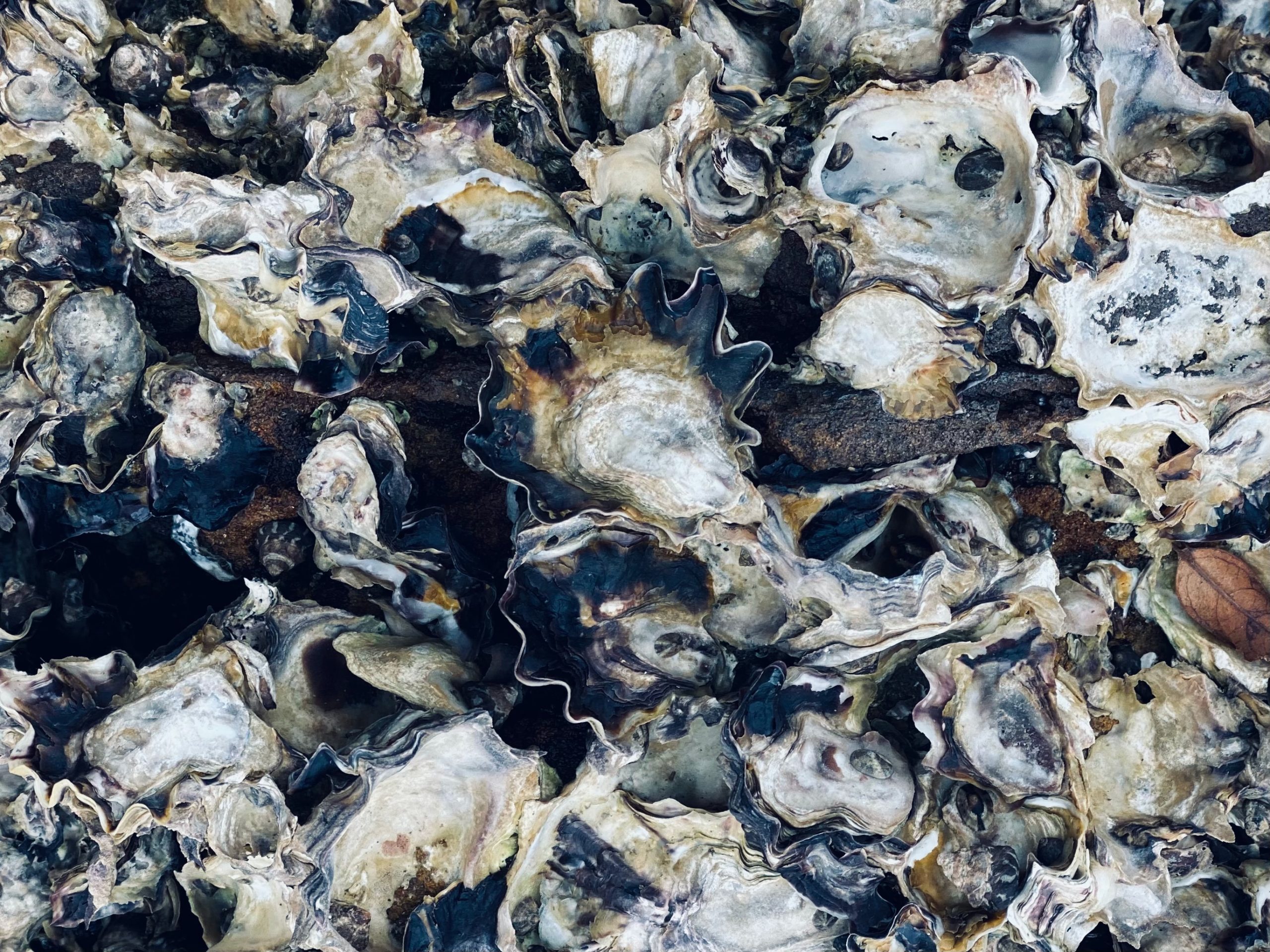 Wellfleet Restaurants Divert over 25,000 Pounds of Shells from Disposal